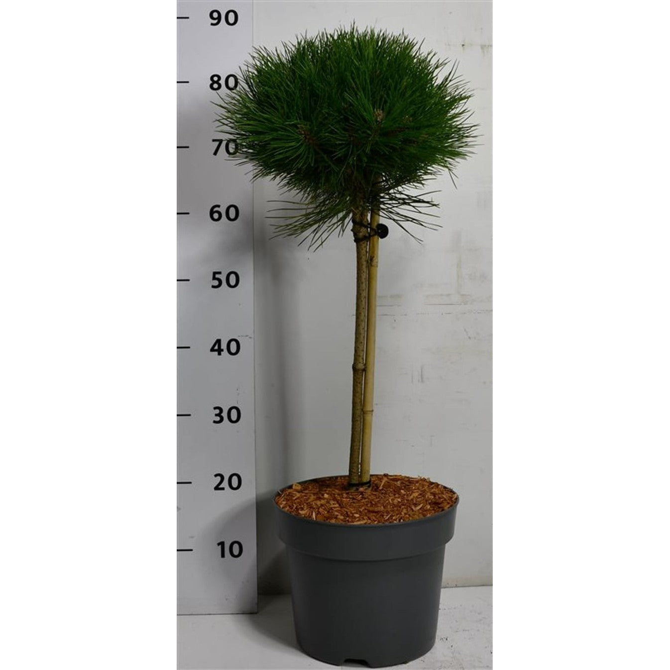 Svarttall – Pinus nigra 'Pierrick Brégeon' - 40 CM Stem C7.5